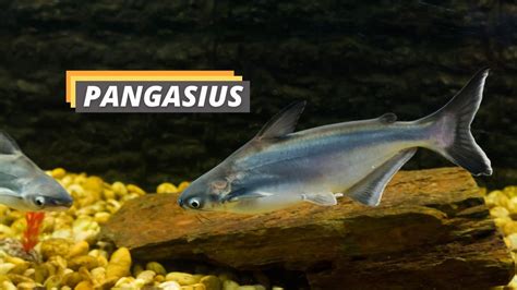 pangasius fish|Pangasius Fish: What You Need to Know .